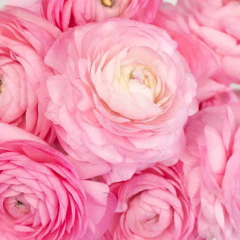 Light Pink Ranunculus Fresh Cut Flowers Close Up - Image