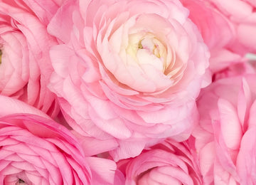 Light Pink Ranunculus Fresh Cut Flowers Close Up - Image