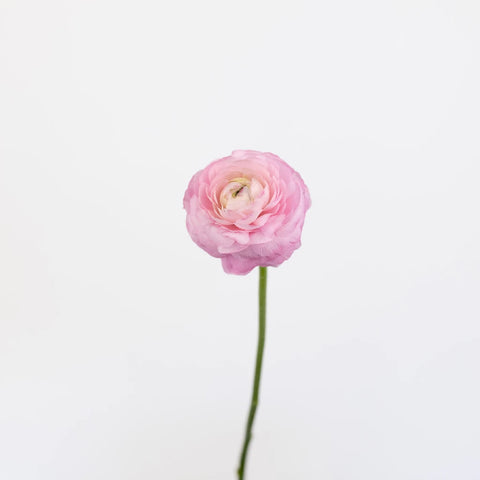 Light Pink Ranunculus Fresh Cut Flowers Stem - Image