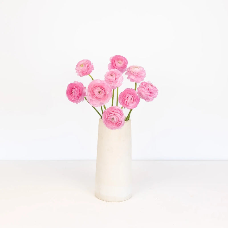 Light Pink Ranunculus Fresh Cut Flowers Vase - Image