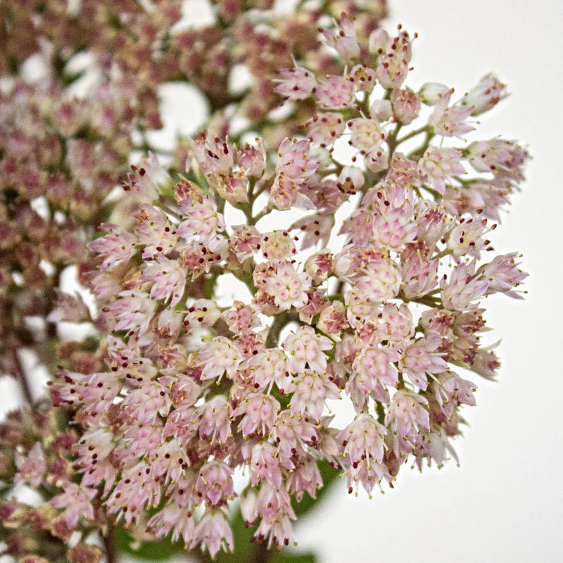 Light Pink Sedum Flower Up Close