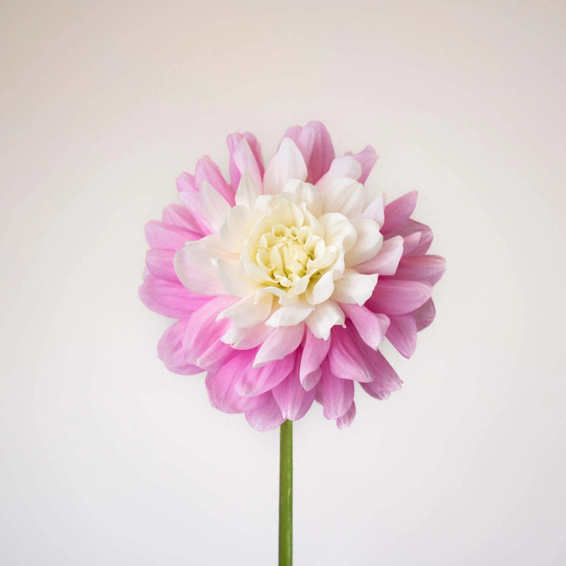 Light Pink Snow Petals Dahlia Flower Stem