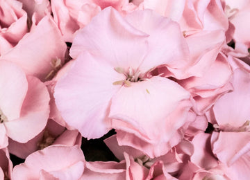 Light Pink Gil Solomio Up Close