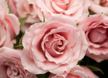 Light Pink Spray RosesFlower Up Close