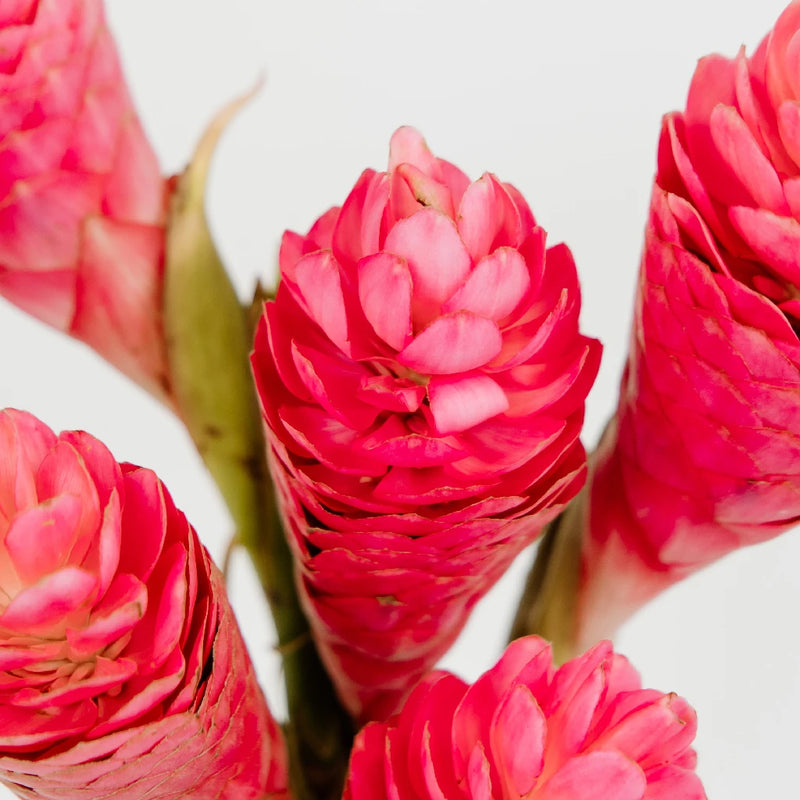 Light Pink Tropical Ginger Close Up - Image