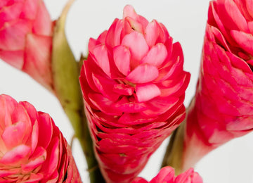 Light Pink Tropical Ginger Close Up - Image