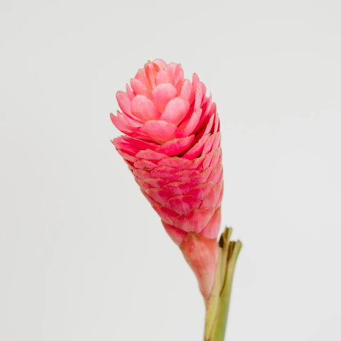 Light Pink Tropical Ginger Stem - Image