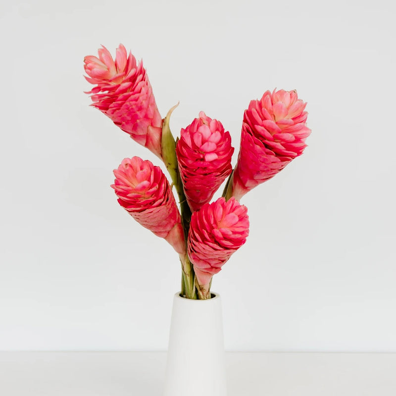 Light Pink Tropical Ginger Vase - Image