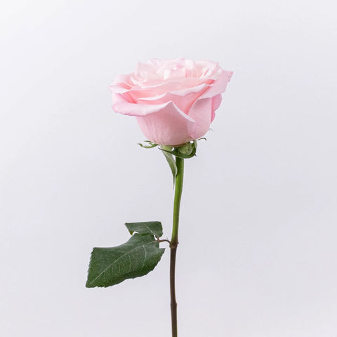Light Pink Valentines Day Rose Special Stem - Image