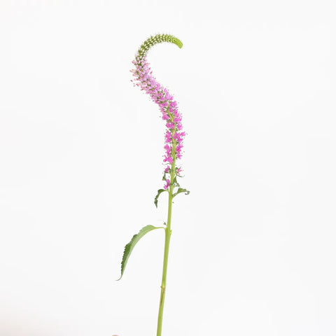 Light Pink Veronica Flowers Stem - Image