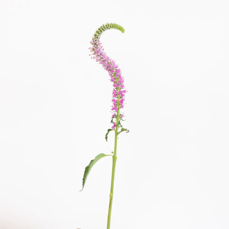 Light Pink Veronica Flowers Stem - Image