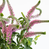 Light Pink Veronica Flowers Close Up - Image