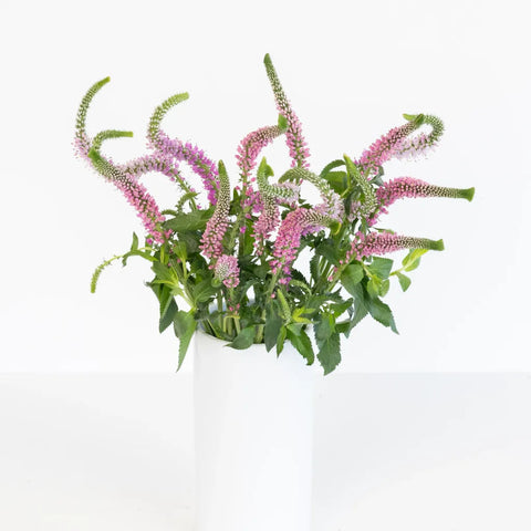 Light Pink Veronica Flowers Other - Image