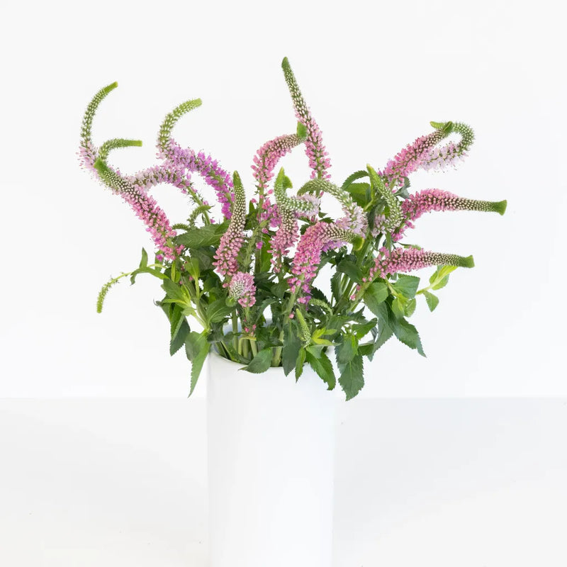 Light Pink Veronica Flowers Other - Image