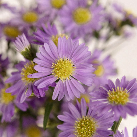 Light Purple Blush Aster Flower Close Up - Image