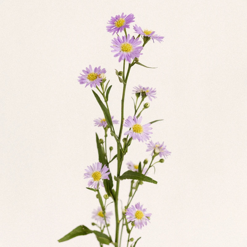 Light Purple Blush Aster Flower Stem - Image