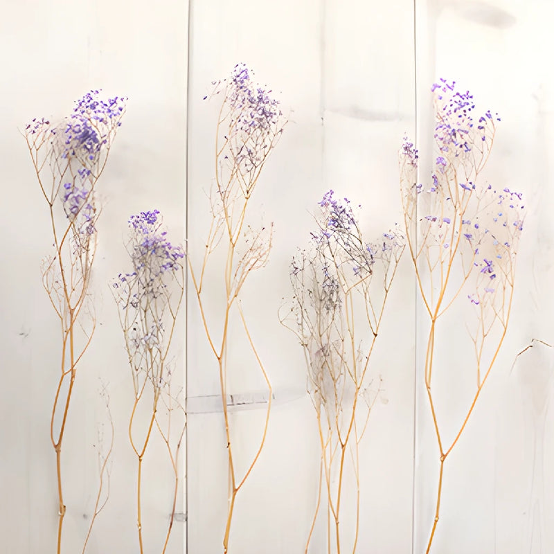 Soft Purple Dried Baby's Breath Flower