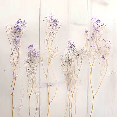 Soft Purple Dried Baby's Breath Flower