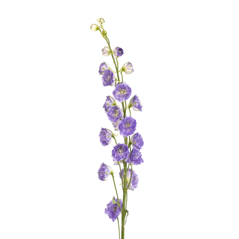Light Purple Sky Delphinium Flower Stem - Image