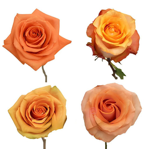 Light To Medium Orange Roses Close Up - Image