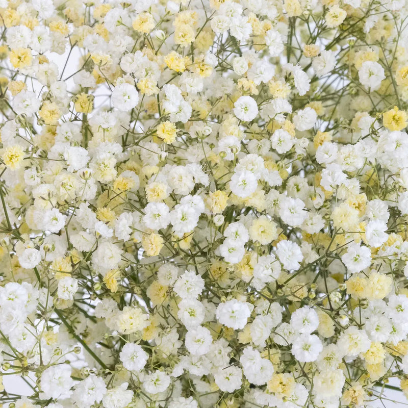 Light Yellow Airbrushed Baby's Breath Flower Close Up - Image