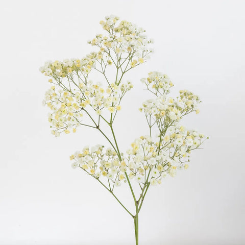 Light Yellow Airbrushed Baby's Breath Flower Stem - Image