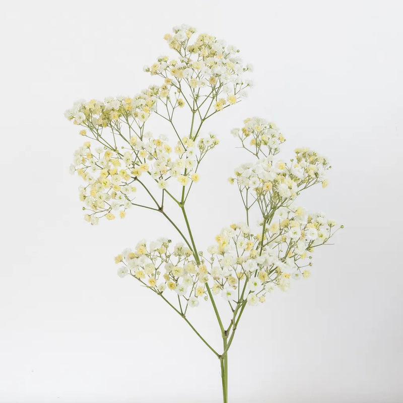 Light Yellow Airbrushed Baby's Breath Flower Stem - Image