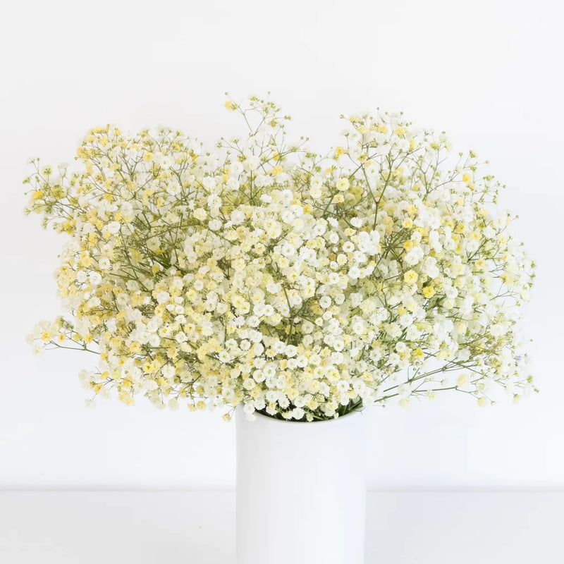 Light Yellow Airbrushed Baby's Breath Flower Vase - Image