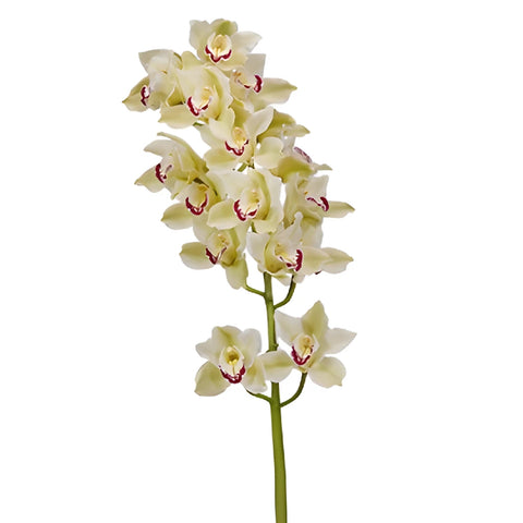 Light Green Dark Pink Lip Cymbidium Orchids