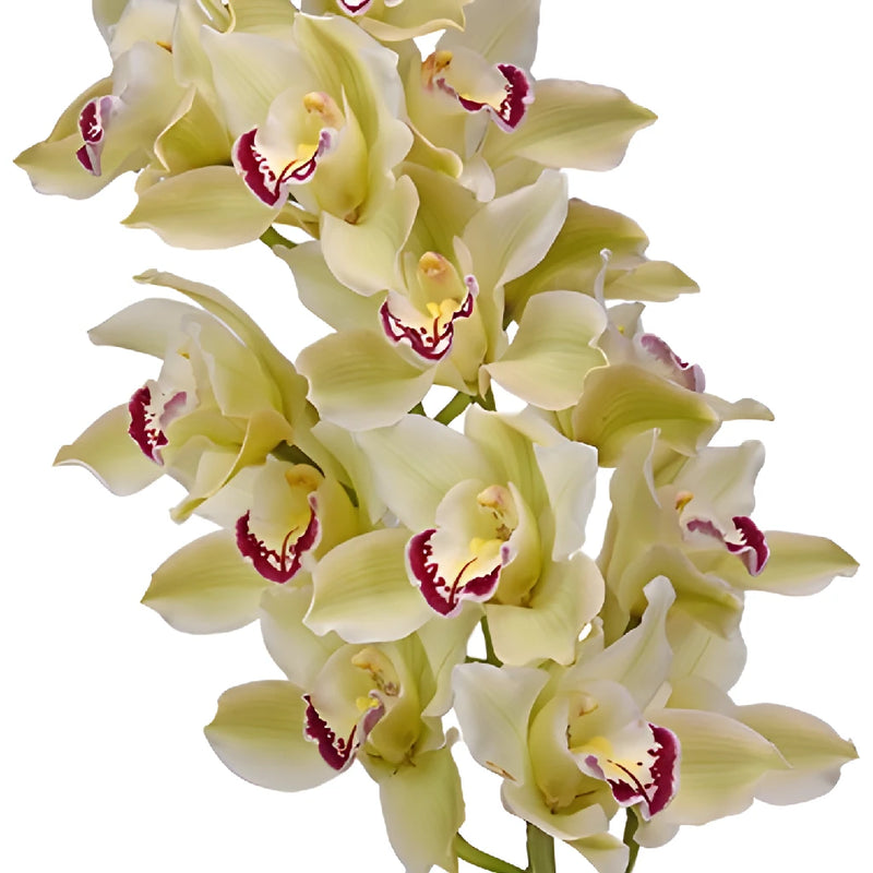 Light Green Dark Pink Lip Cymbidium Orchids