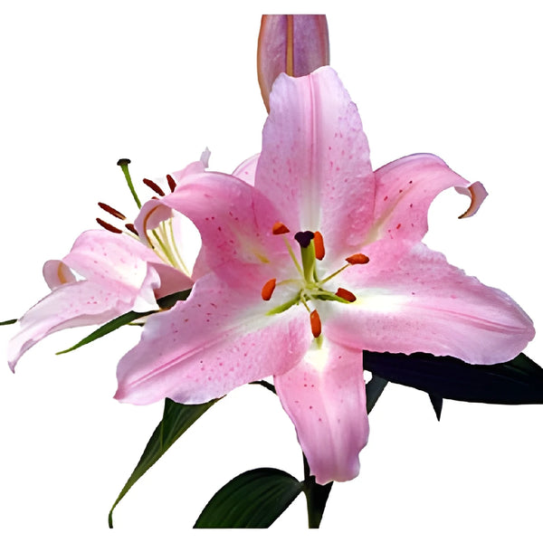 light pink lily flower Buy Wholesale Light Pink Oriental Lily in Bulk