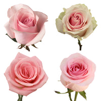 Light Pink Roses