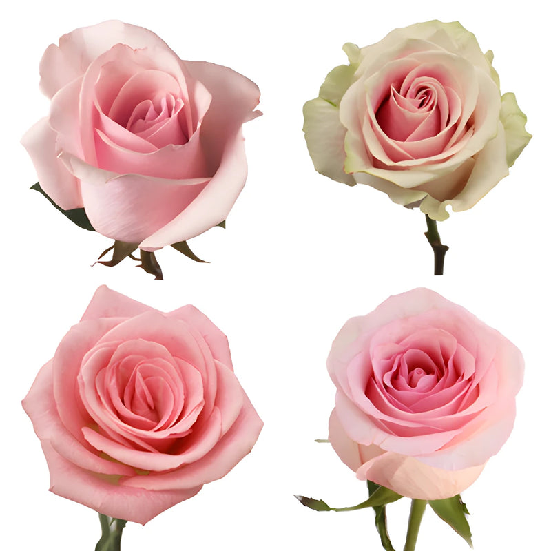 Light Pink Roses