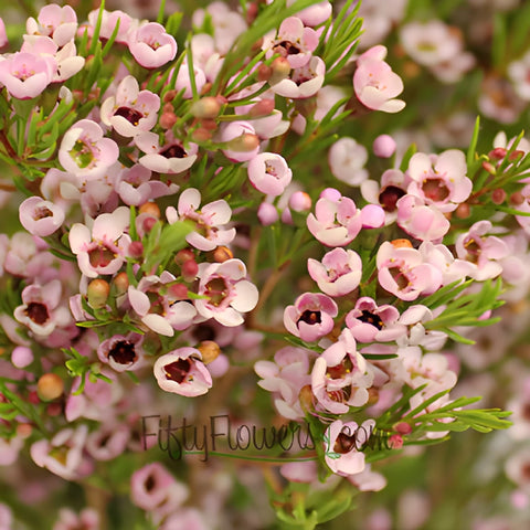 Light Pink Wax Flower Jan to April Delivery