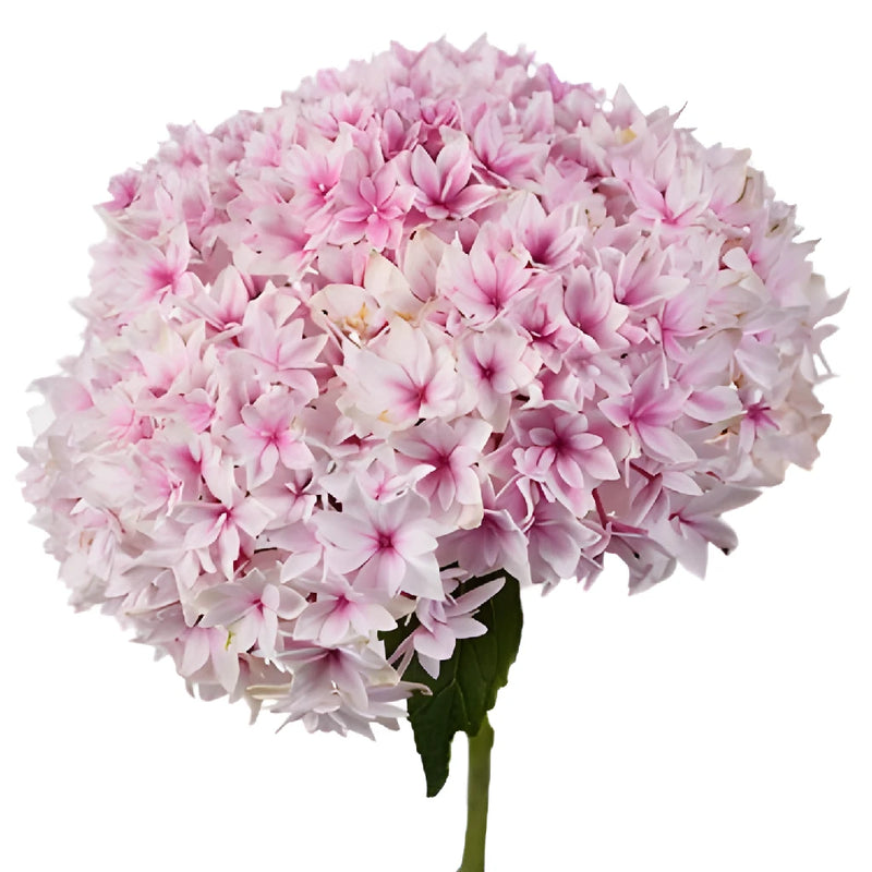 Lighter Strawberry Blush Hydrangea Stem View