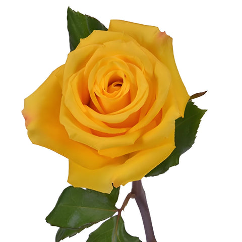 Lighthouse Yellow Rose