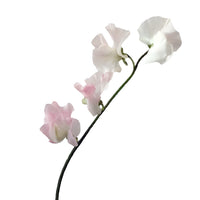 Light Pink Designer Japanese Sweet Pea Flowers