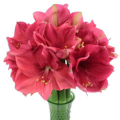 Pink Berry Amaryllis Flowers