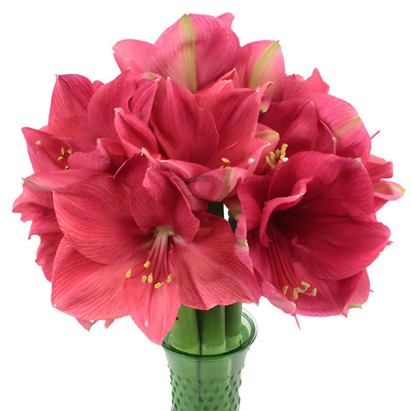 Pink Berry Amaryllis Flowers
