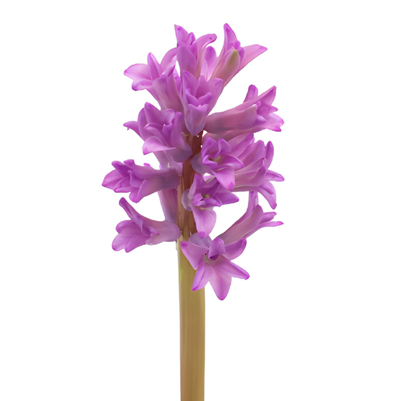 Lilac Pink Hyacinth Flowers