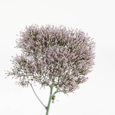 Lilac Lavender Trachelium Flower Stem - Image