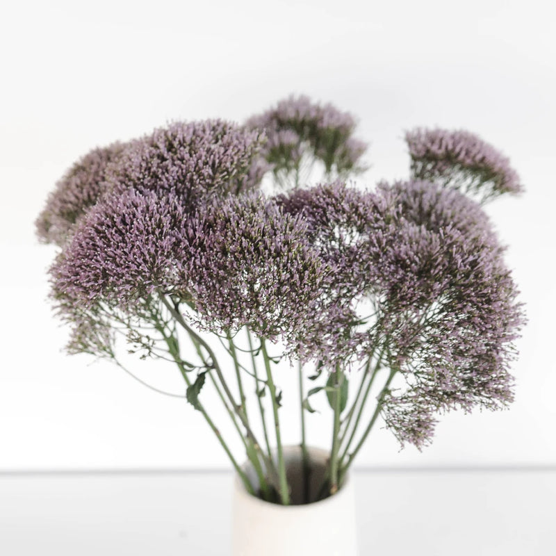 Lilac Lavender Trachelium Flower Vase - Image