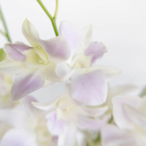 Lilac Mist Dendrobium Orchids Close Up - Image