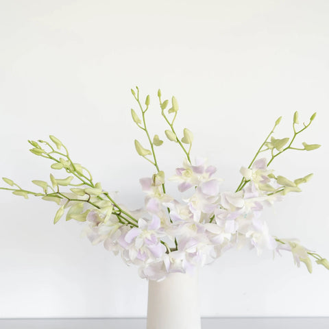 Lilac Mist Dendrobium Orchids Vase - Image