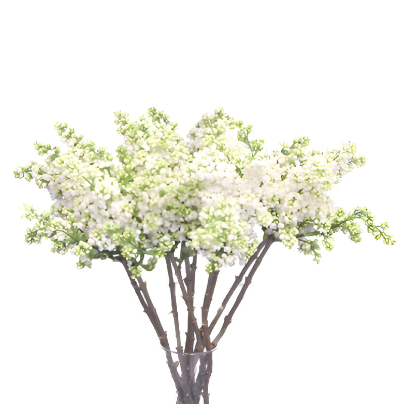 White Lilac Flower