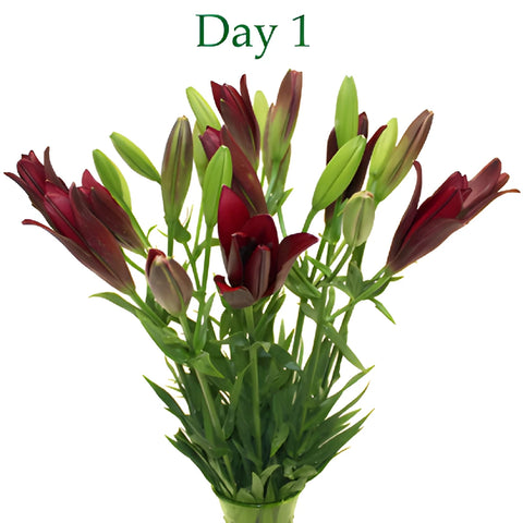 Cranberry Dust Hybrid Lilies