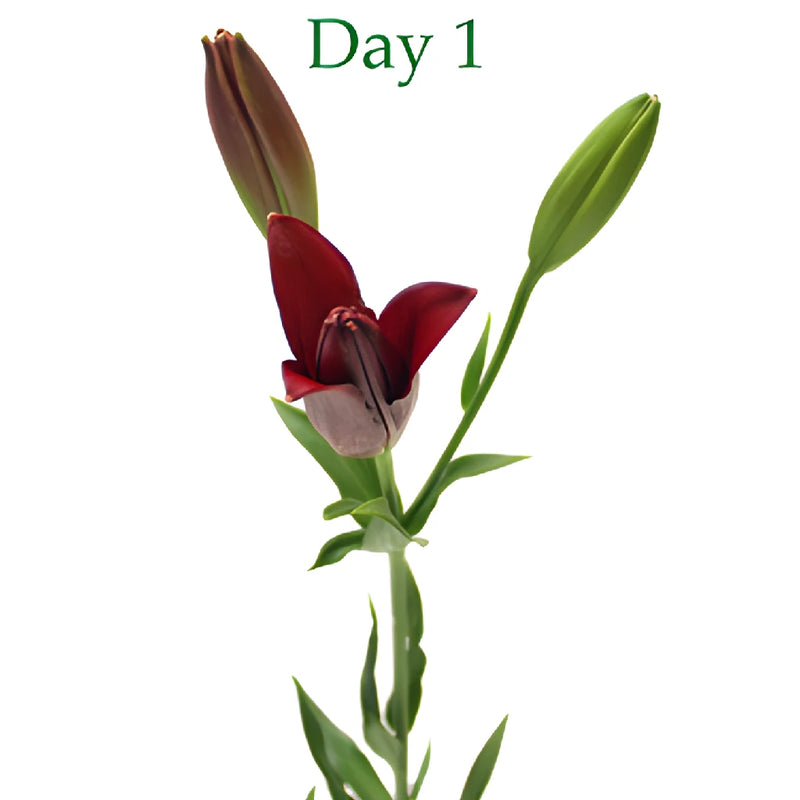 Cranberry Dust Hybrid Lilies