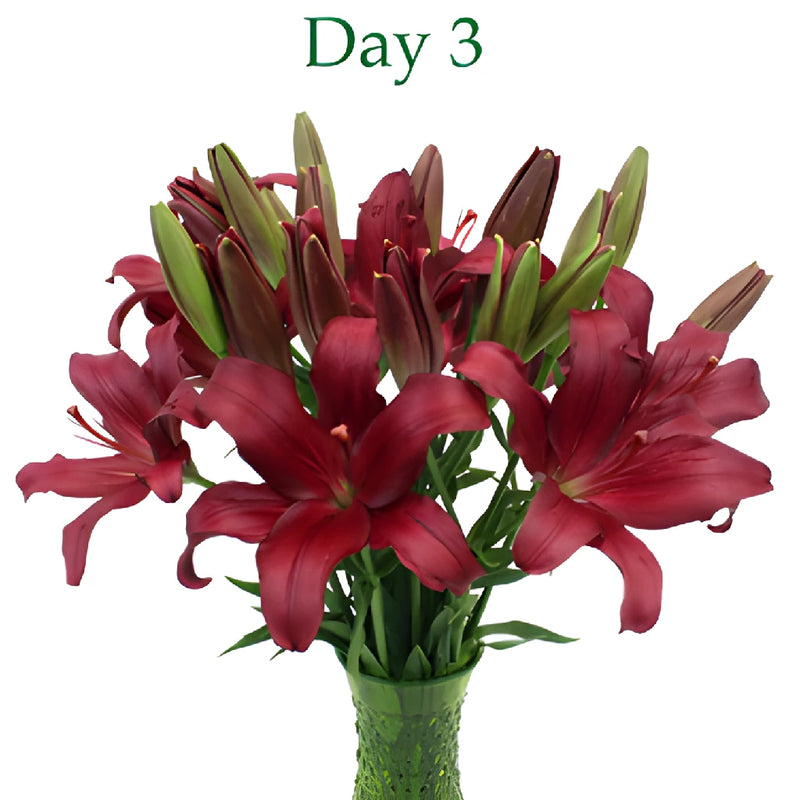 Cranberry Dust Hybrid Lilies
