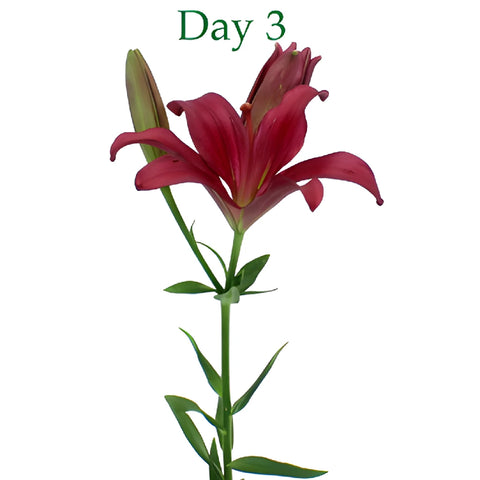 Cranberry Dust Hybrid Lilies