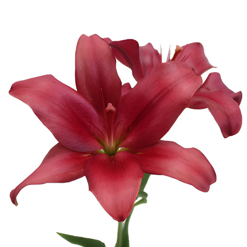 Cranberry Dust Hybrid Lilies